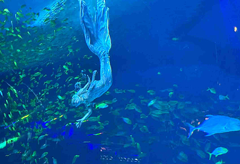 上海海昌海洋公园第 443 张图片