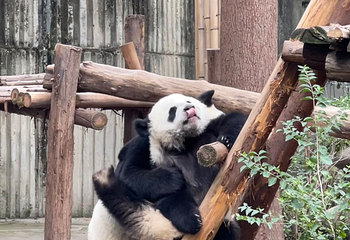 成都大熊猫繁育研究基地第 370 张图片
