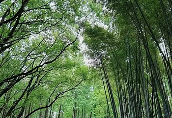 同里国家湿地公园第 115 张图片