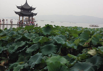 西湖观光游览车第 46 张图片