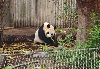 成都大熊猫繁育研究基地第 132 张图片