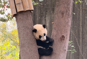 成都大熊猫繁育研究基地第 571 张图片