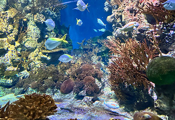 上海海洋水族馆第 111 张图片