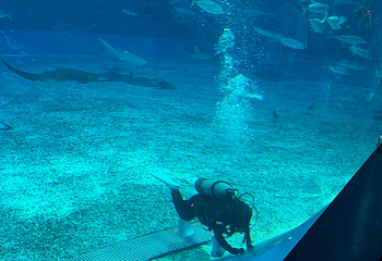 冲绳美丽海水族馆第 217 张图片