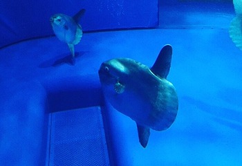 茨城县大洗水族馆第 23 张图片