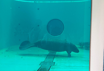 冲绳美丽海水族馆第 68 张图片