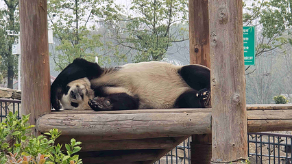 岳阳中华大熊猫苑第 25 张图片