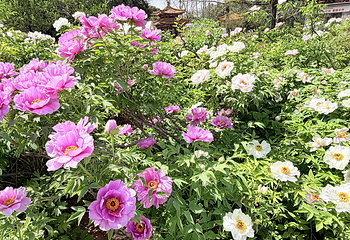 中国国花园第 43 张图片