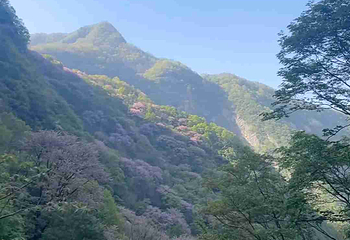 太平国家森林公园第 101 张图片