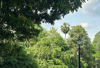 新加坡植物园第 68 张图片