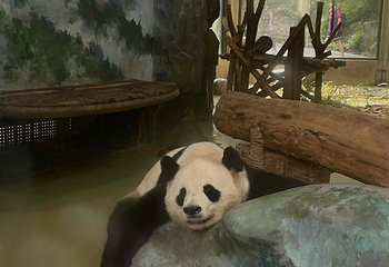 成都大熊猫繁育研究基地第 598 张图片