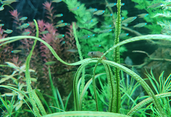 上海海洋水族馆第 173 张图片