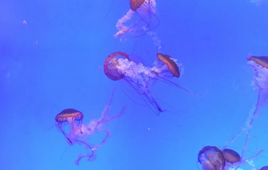 上海海洋水族馆第 190 张图片