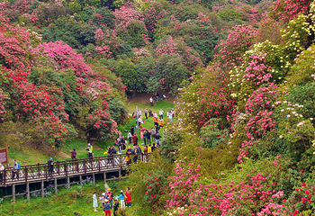 百里杜鹃风景区第 75 张图片