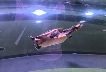 凯恩斯水族馆第 51 张图片