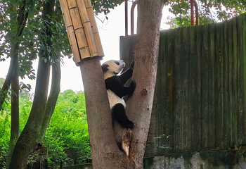 成都大熊猫繁育研究基地第 414 张图片