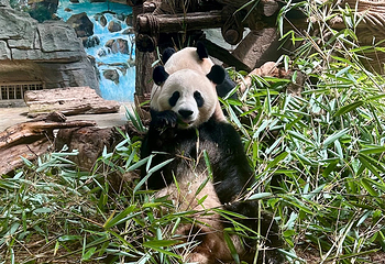 熊猫谷第 121 张图片
