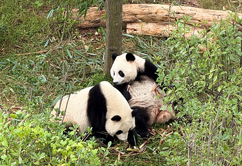 成都大熊猫繁育研究基地第 401 张图片