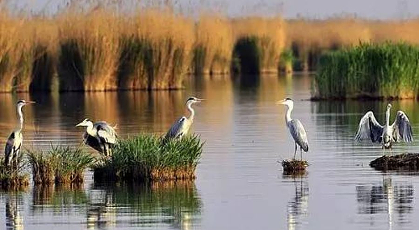 沙湖国家湿地公园