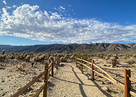 Cholla Cactus Garden Trail