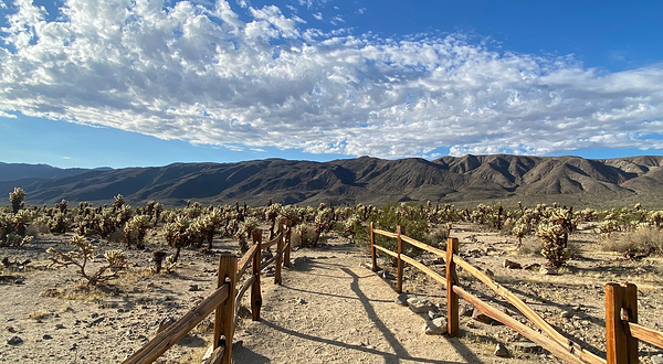 Cholla Cactus Garden Trail