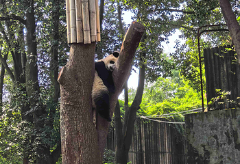 成都大熊猫繁育研究基地第 305 张图片