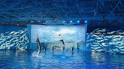 海合安青岛极地海洋公园第 27 张图片