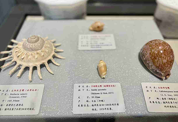 青岛贝壳博物馆第 14 张图片