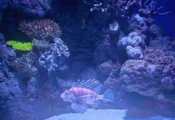 凯恩斯水族馆第 41 张图片
