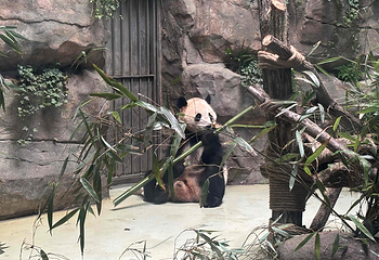 熊猫谷第 88 张图片