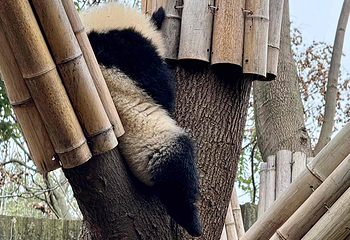 成都大熊猫繁育研究基地第 350 张图片