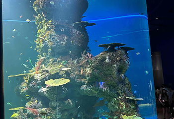 新加坡海洋生态馆第 160 张图片