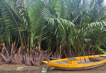 Hạnh Coconut 会安水椰林游船第 20 张图片