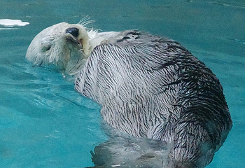 鸟羽水族馆第 27 张图片