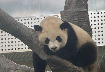 成都大熊猫繁育研究基地第 767 张图片