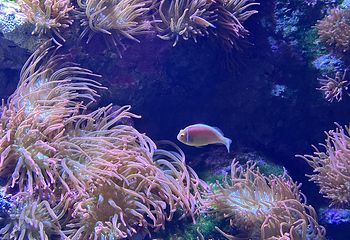 凯恩斯水族馆第 36 张图片