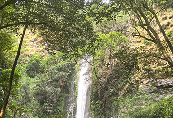 莫里热带雨林景区第 42 张图片