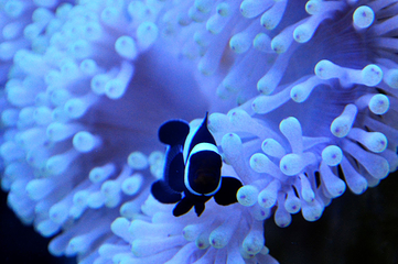 里昂水族馆第 14 张图片