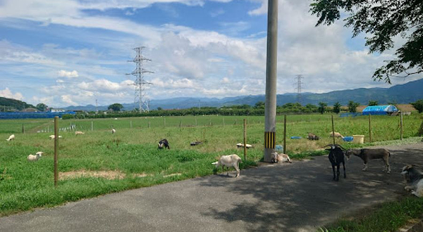 三连水车ヤギ牧场