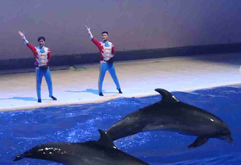 上海海昌海洋公园第 465 张图片