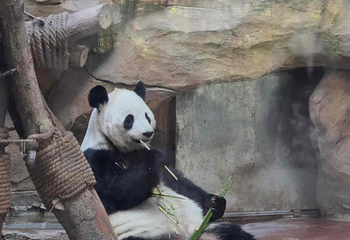 成都动物园第 49 张图片