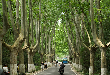 钟山风景名胜区第 143 张图片