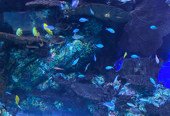 上海海洋水族馆第 131 张图片