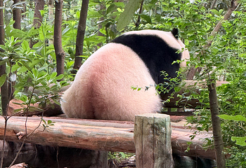 成都大熊猫繁育研究基地第 222 张图片