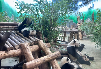 成都大熊猫繁育研究基地第 558 张图片