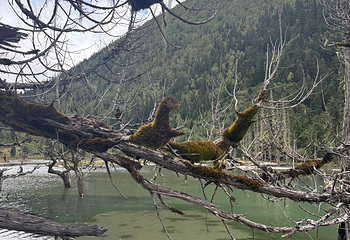 四姑娘山景区第 258 张图片