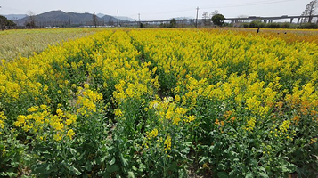 云龙七彩油菜花园