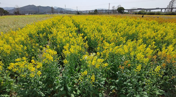 云龙七彩油菜花园