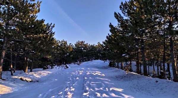 Eskişehir Urban Forest