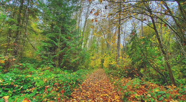 Nisqually State Park